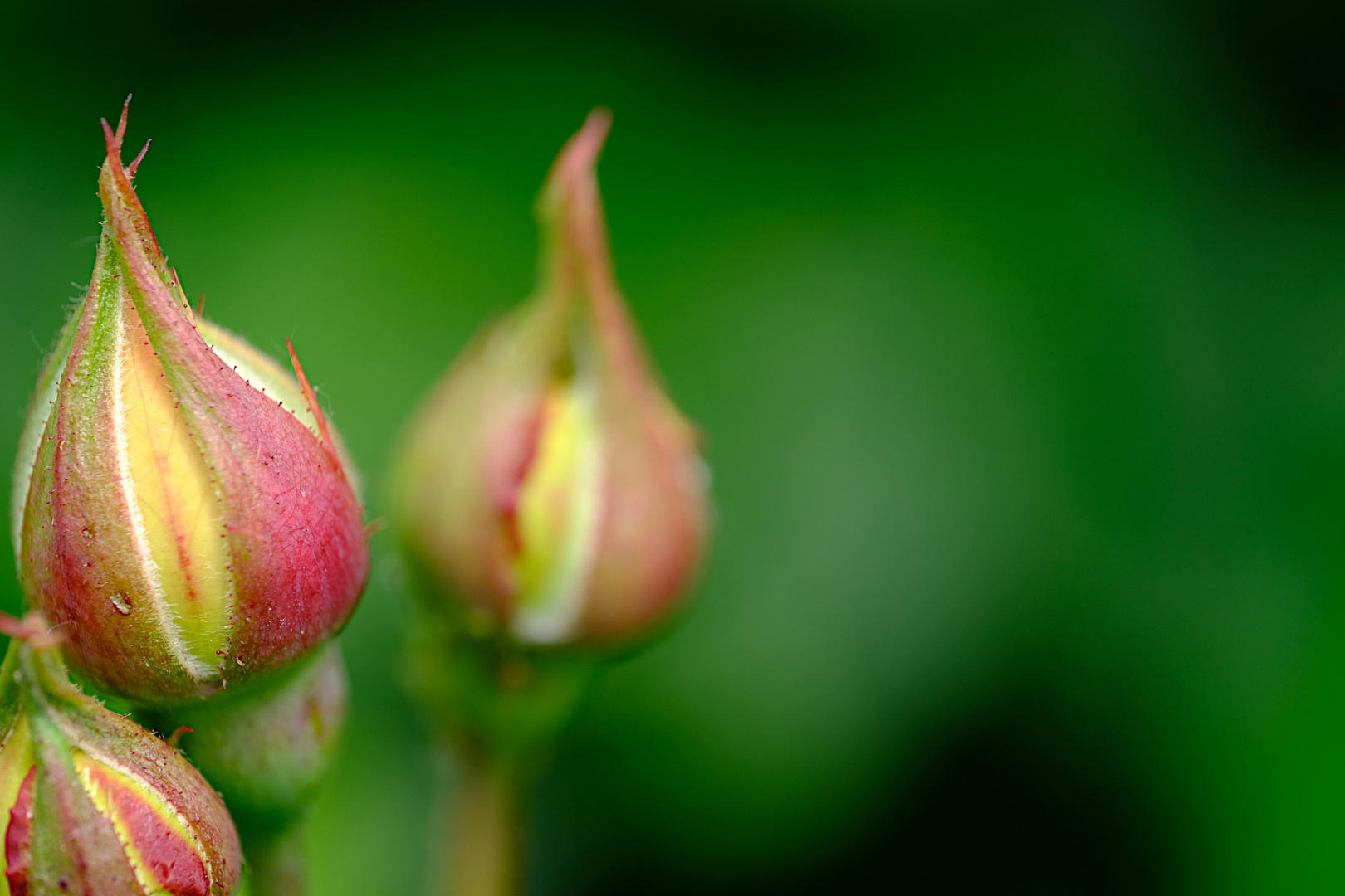 Planten un Blomen 2022 - 16