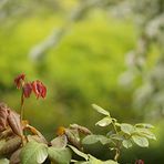 Planten un Blomen 2022 - 2