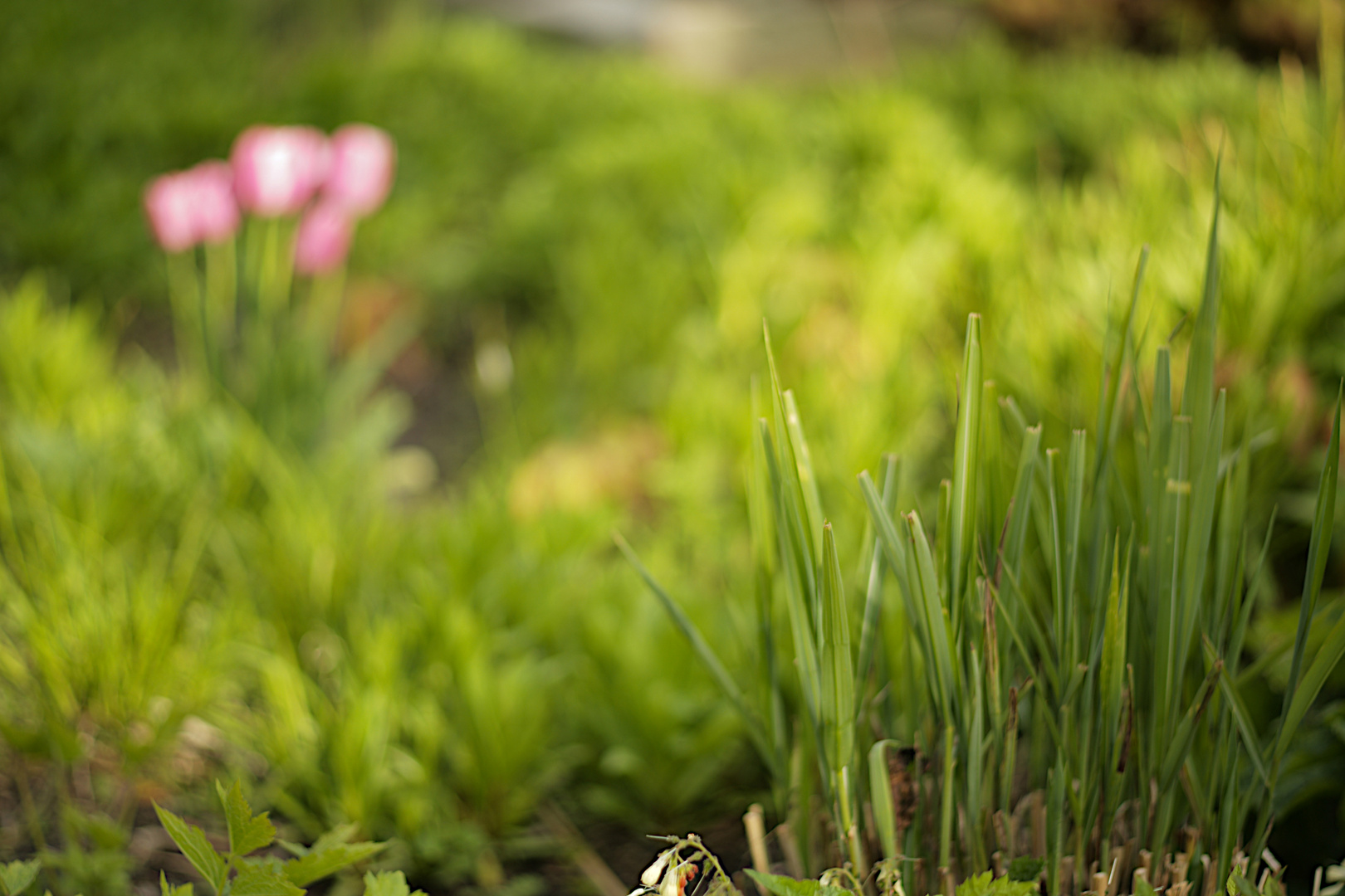 Planten un Blomen 2022 - 5