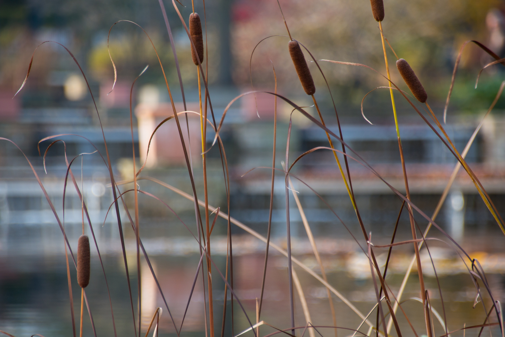 Planten un Blomen