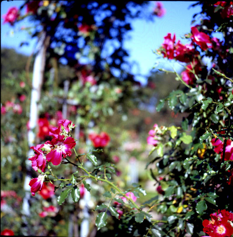 Planten un Blomen im August 1