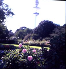 Planten un Blomen im August 2