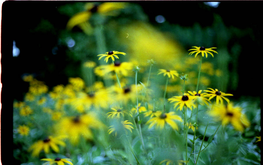 Planten un Blomen im August 3