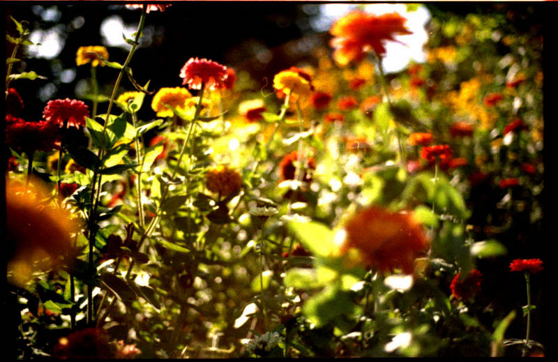 Planten un Blomen im August 4