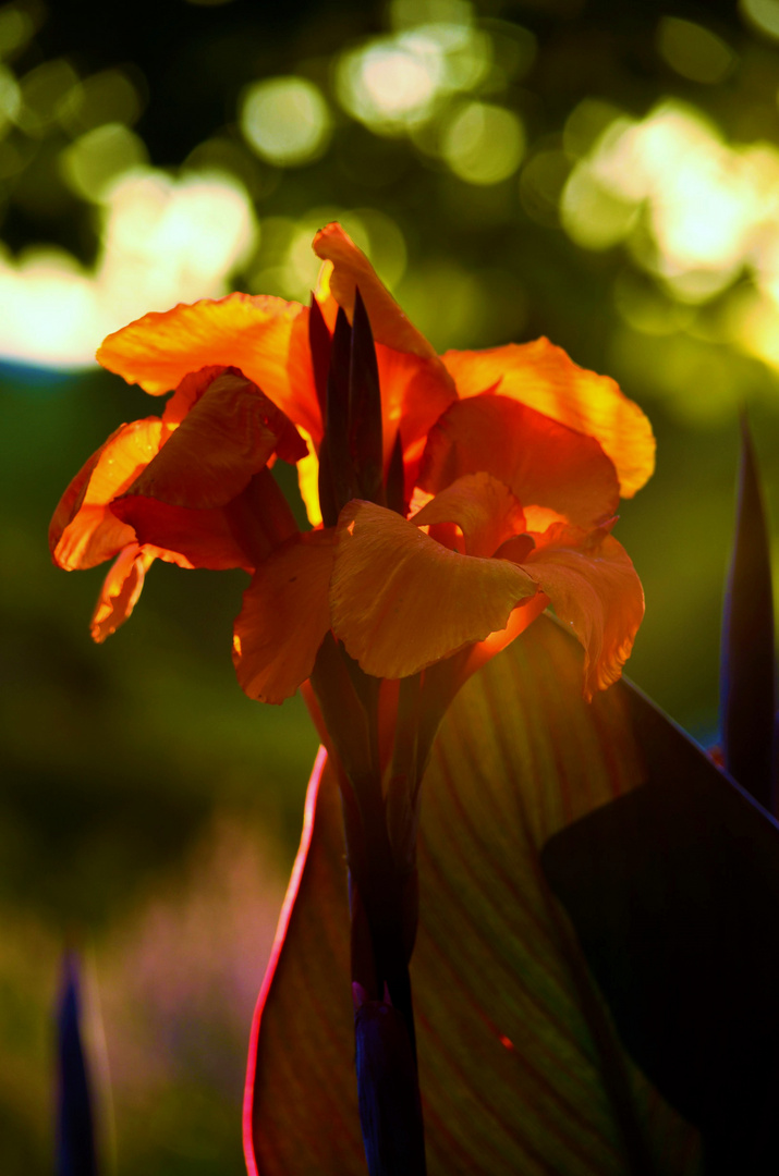 Planten un Bloomen