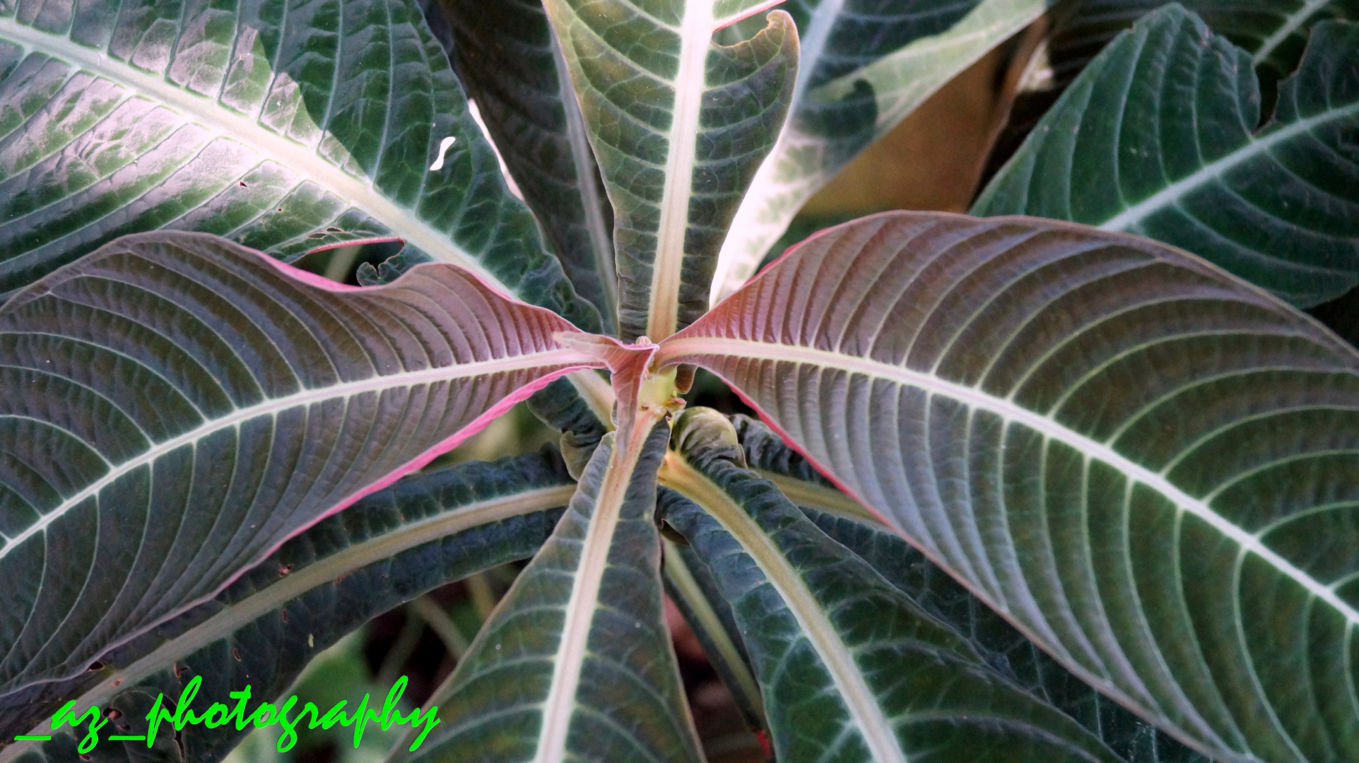 Planten un Bloomen im Tropenhaus