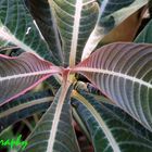 Planten un Bloomen im Tropenhaus