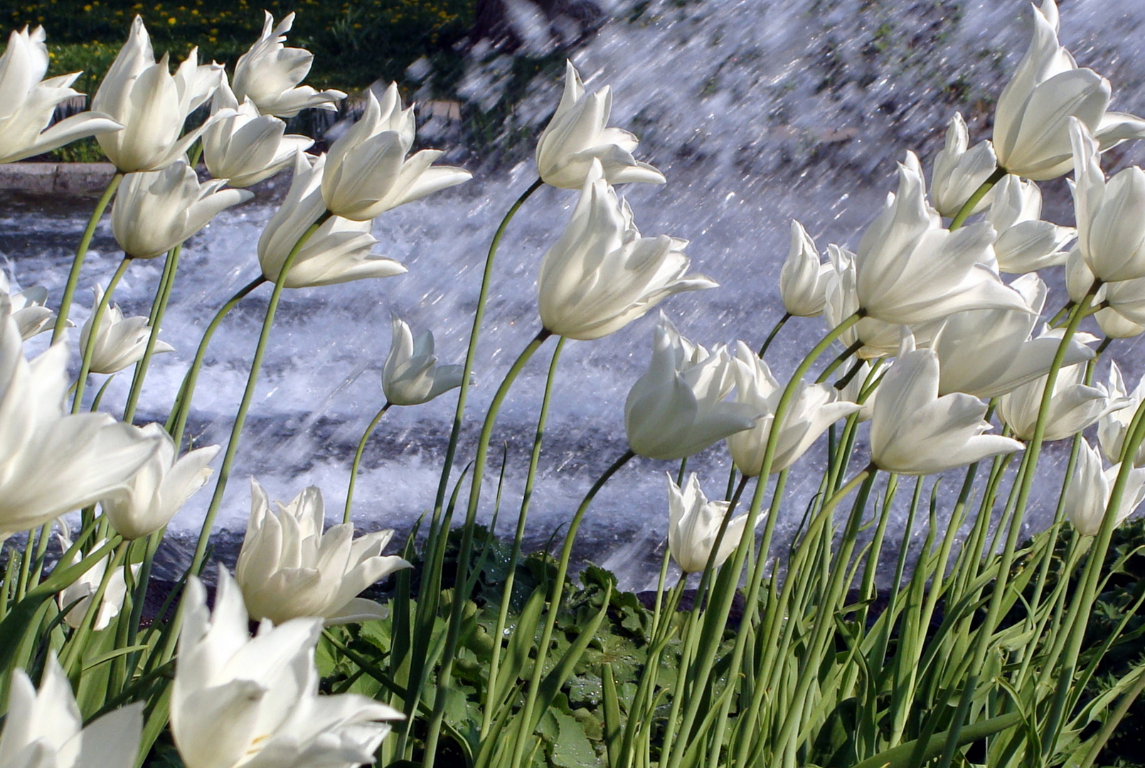 Planten und Blomen