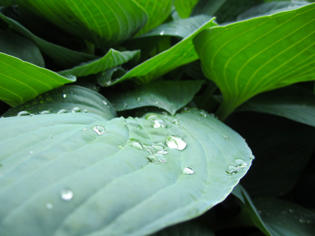 Planten und Blomen