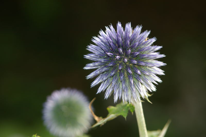 Planten&Blomen3