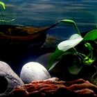 Plantes aquatiques