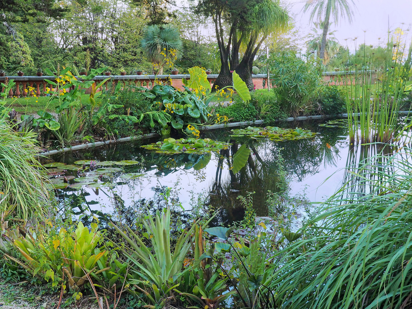 Plantes aquatiques au Jardin du Val Rahmeh