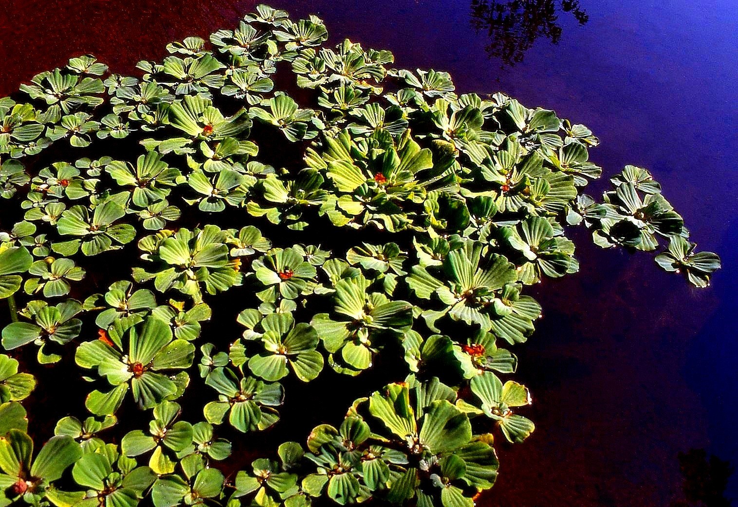 Plantes aquatiques