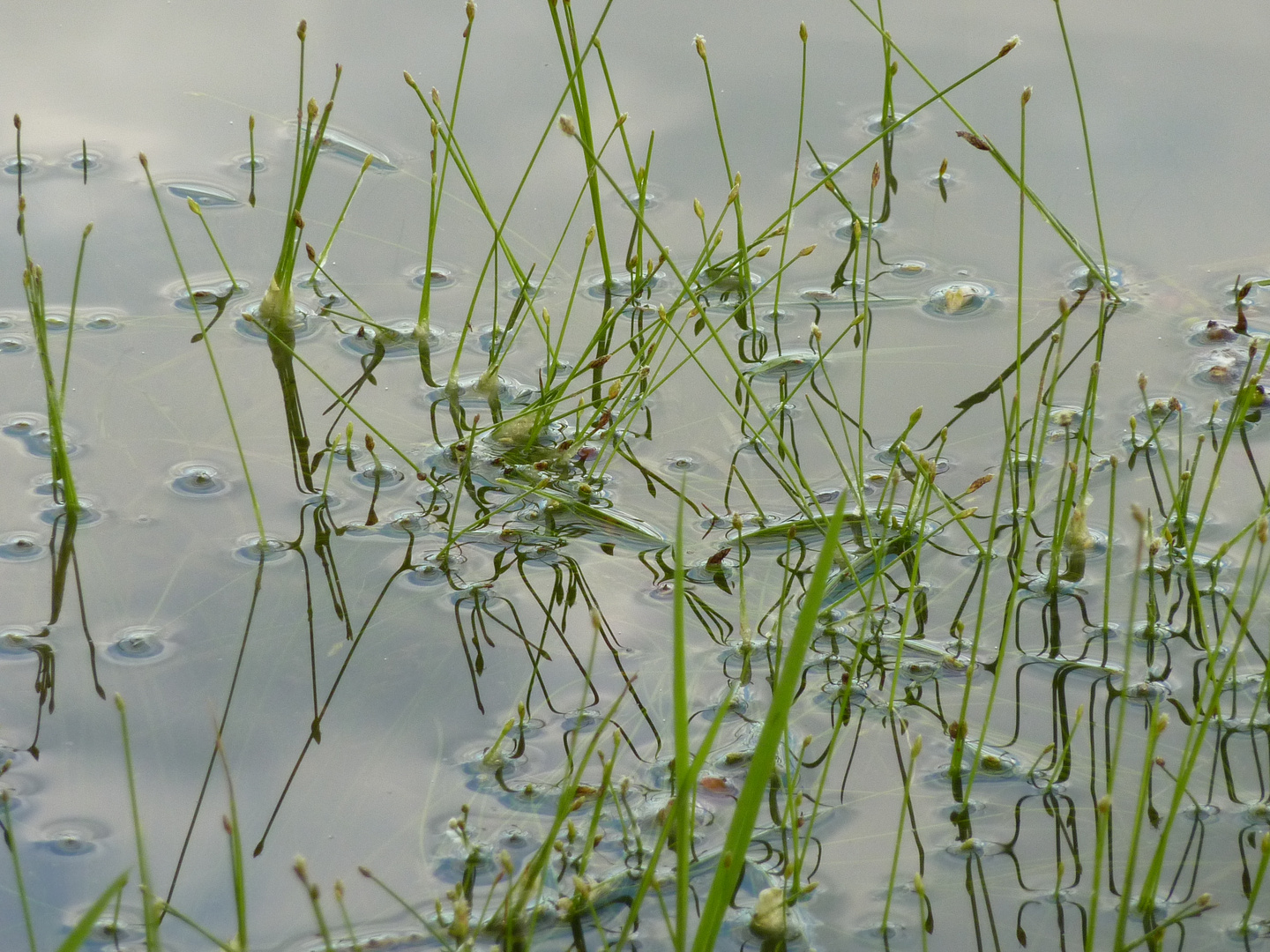 Plantes au bord de l'eau