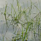 Plantes au bord de l'eau