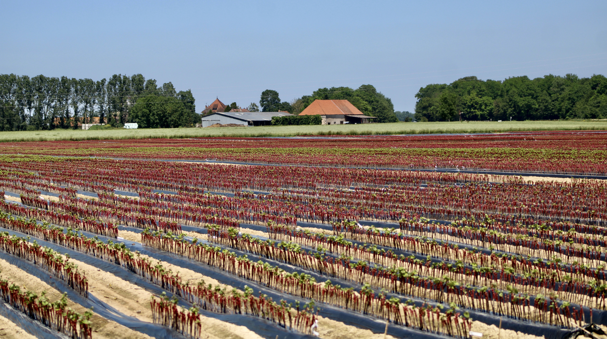 ...plantes de cassis !!!...