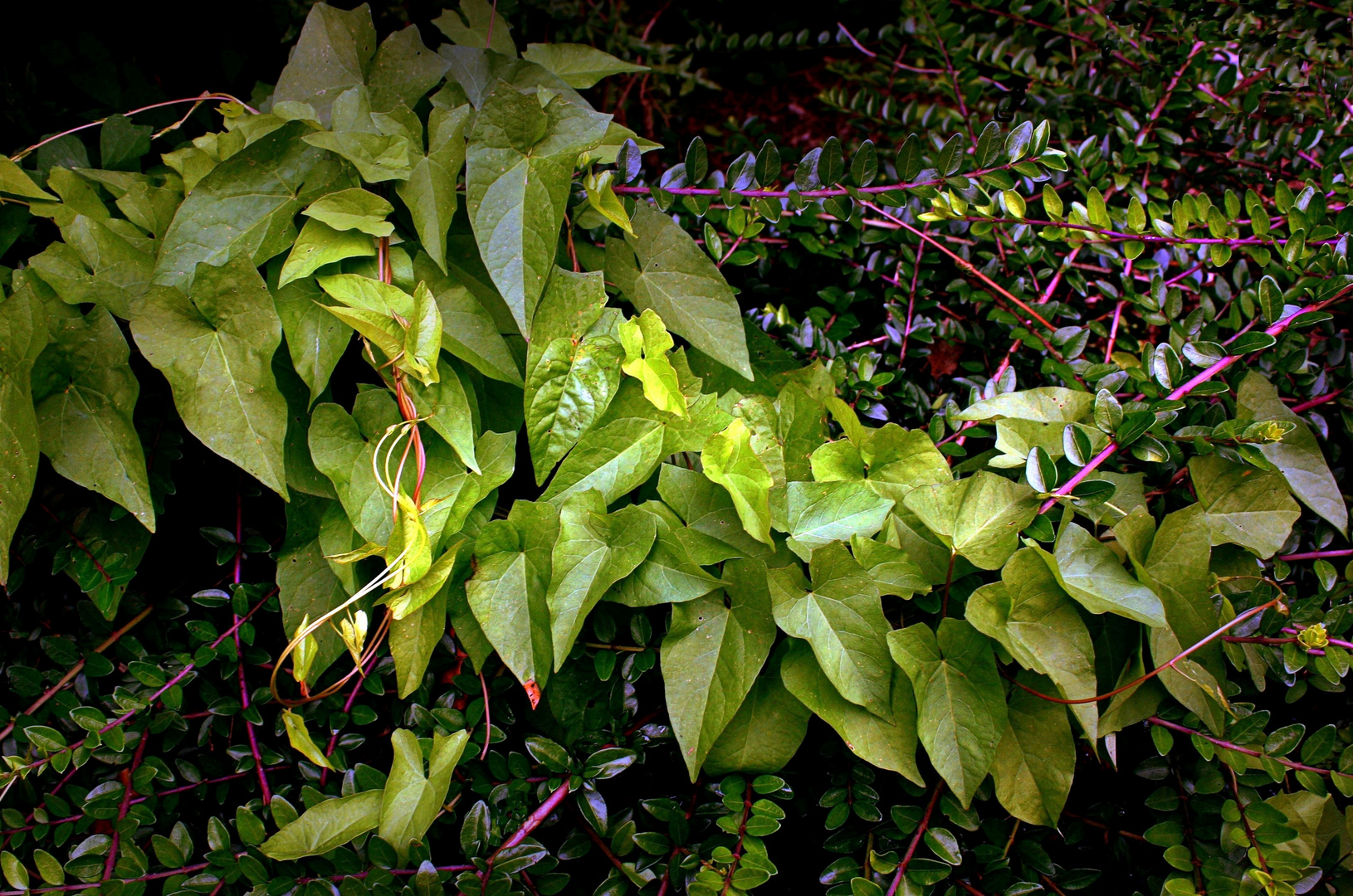 Plantes et feuilles en bordure de jardin public