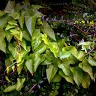 Plantes et feuilles en bordure de jardin public