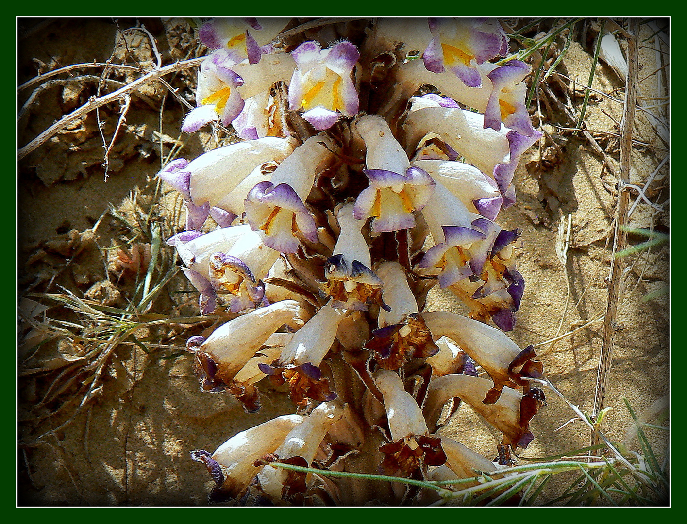 PLANTES - ET - FLEURS- DU -DESERT - 7 -