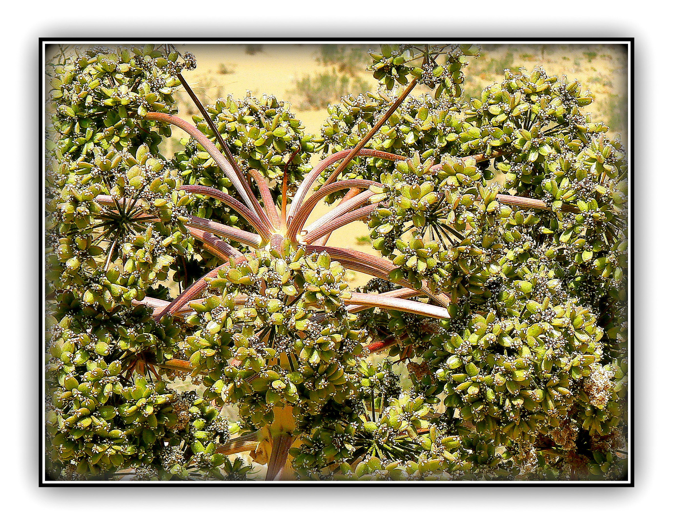 PLANTES - ET - FLEURS- DU -DESERT - 8 -