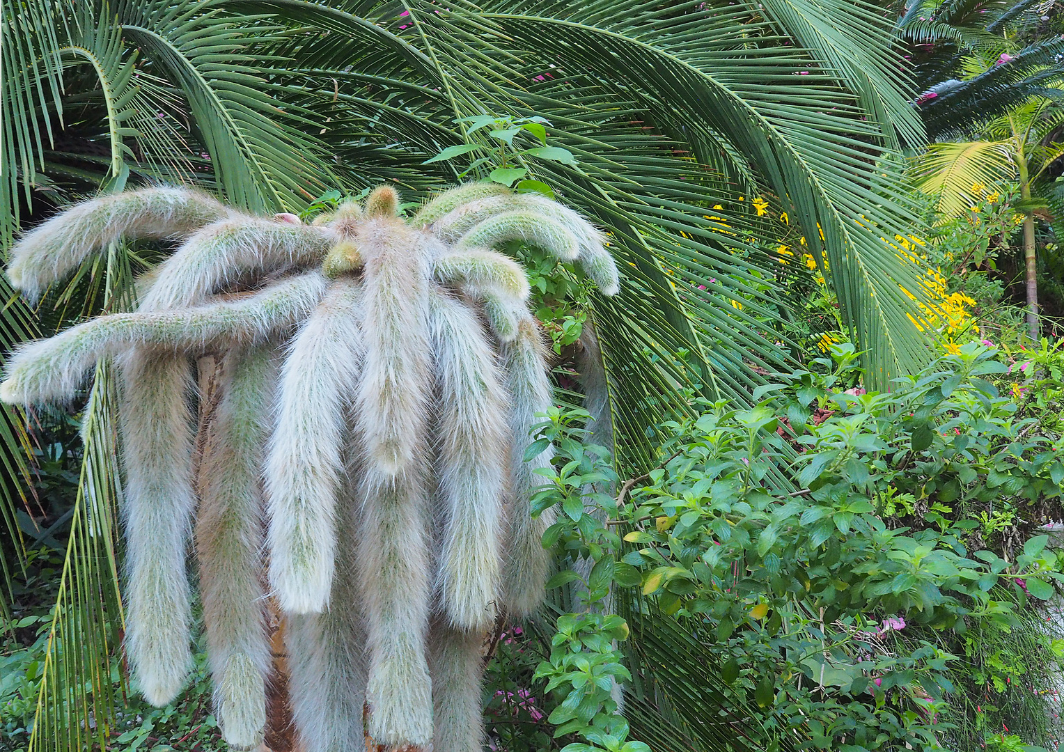 Plantes exotiques au Jardin du Val Rahmeh