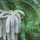 Plantes exotiques au Jardin du Val Rahmeh