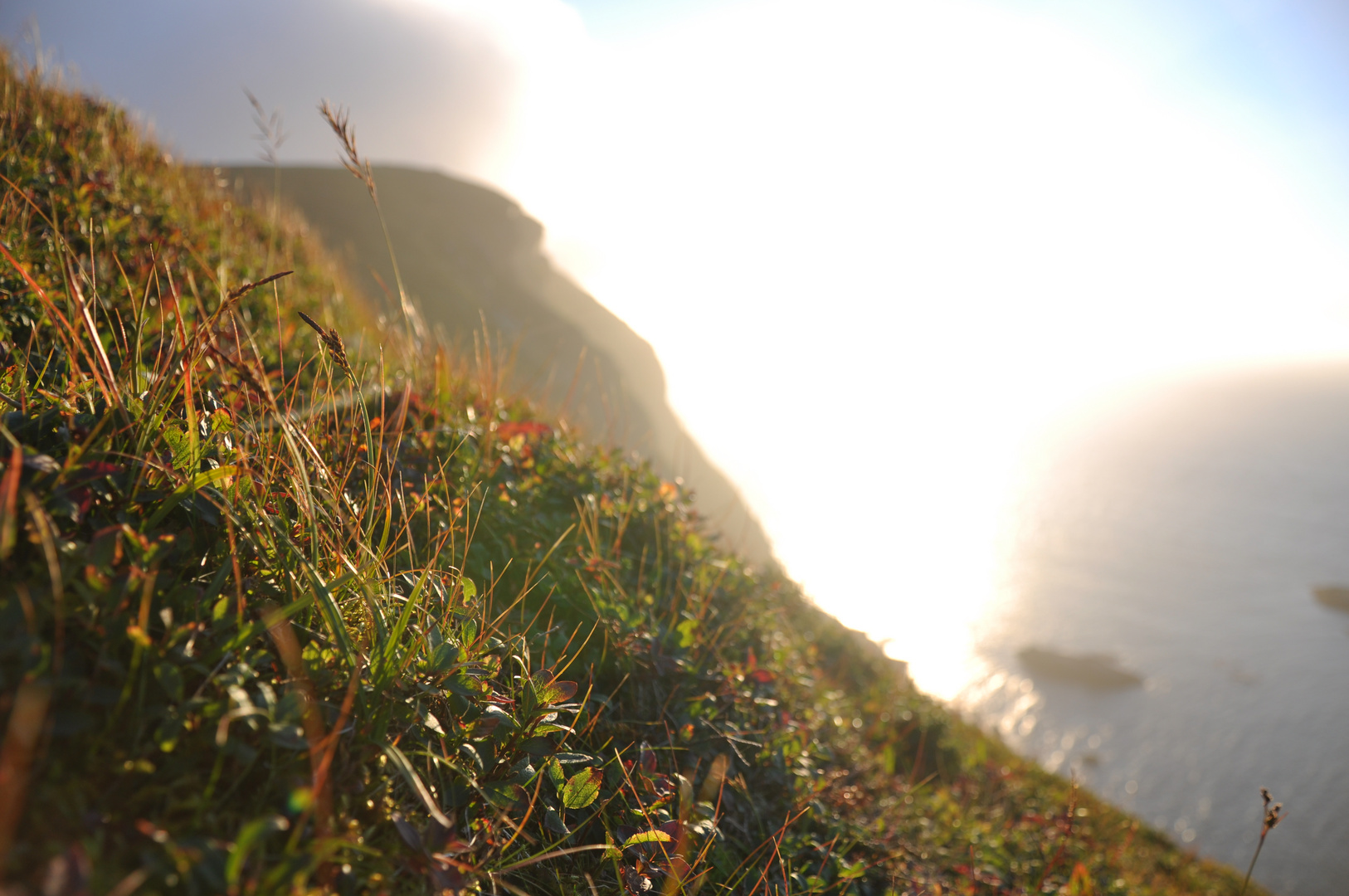 Plantes sur la mer nordique...