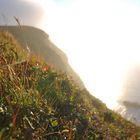 Plantes sur la mer nordique...