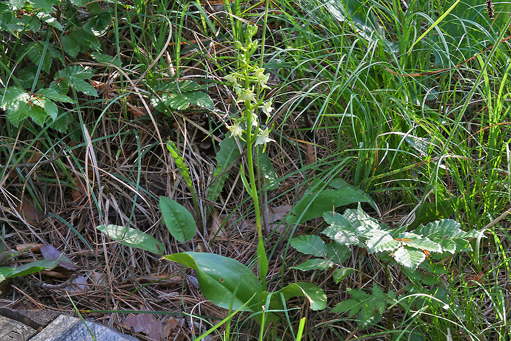 Planthera bifolia