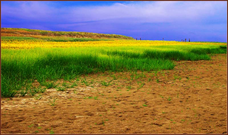 planting at Irrawaddy sand bar