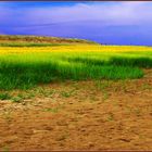 planting at Irrawaddy sand bar