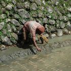 Planting Rice in Pula