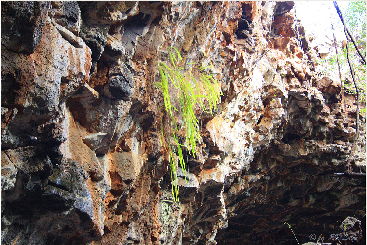 *** Plantlife on Basalt ***