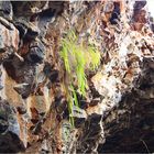 *** Plantlife on Basalt ***