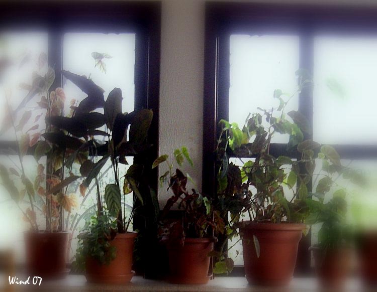 Plants