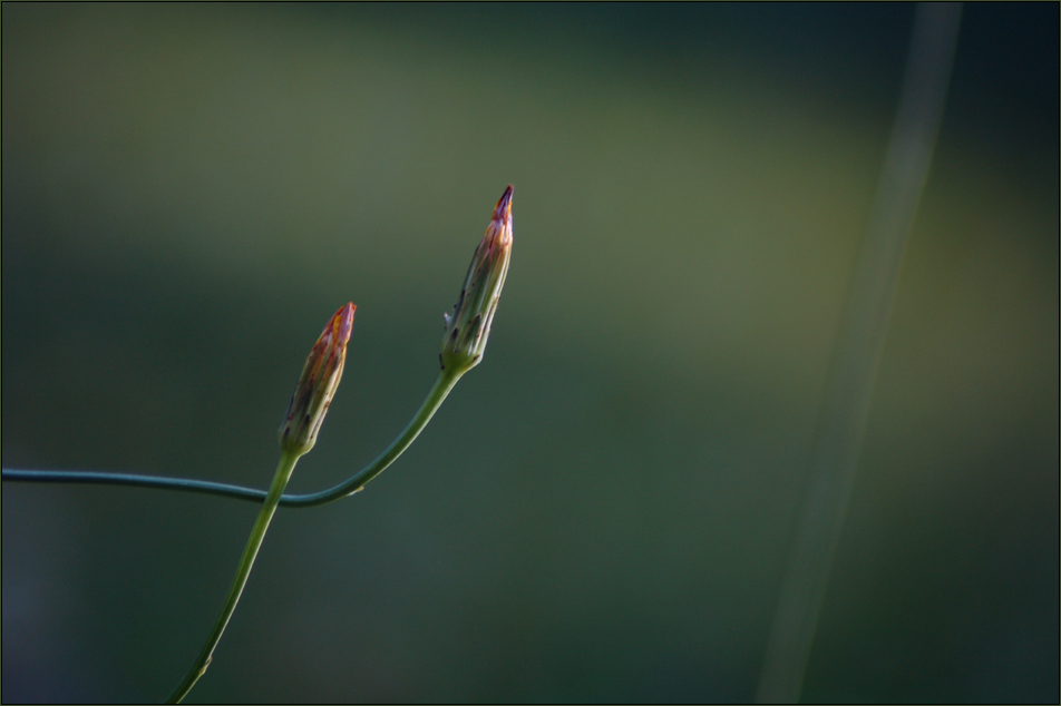 Plants...