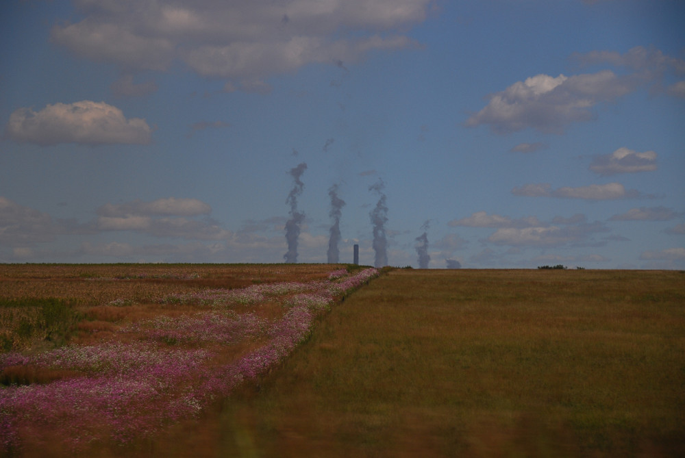 plants and plant at Witbank (Duvah)