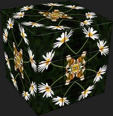 plants in a cube