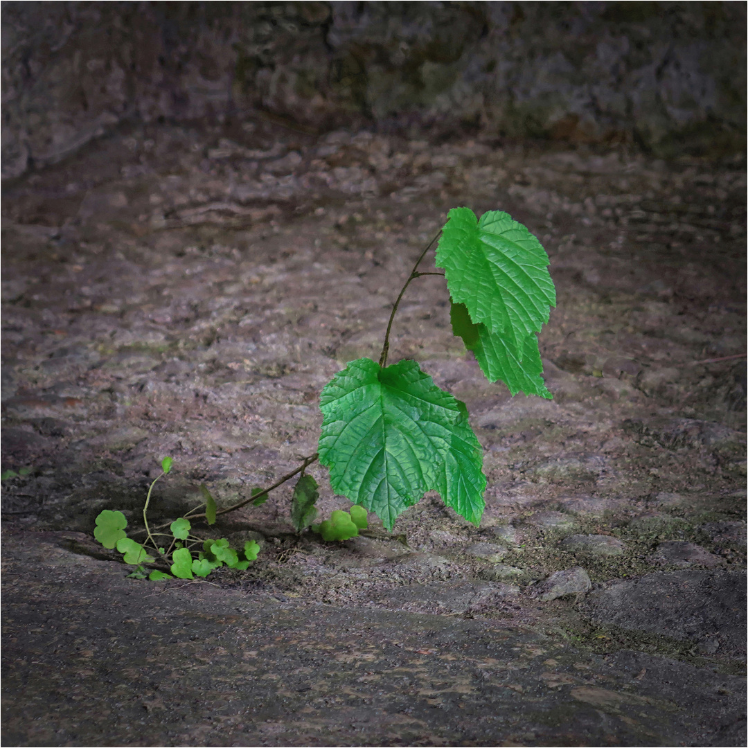 plants in incredible place