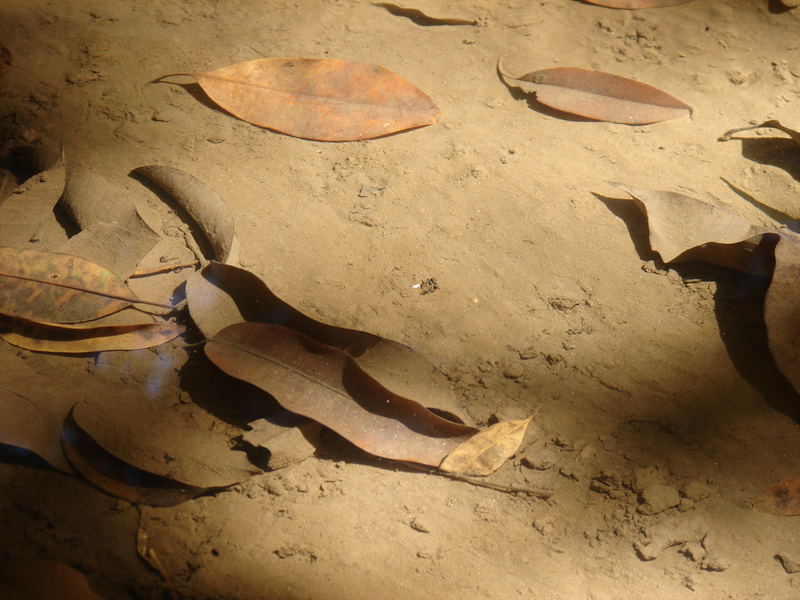 Plants Under Water