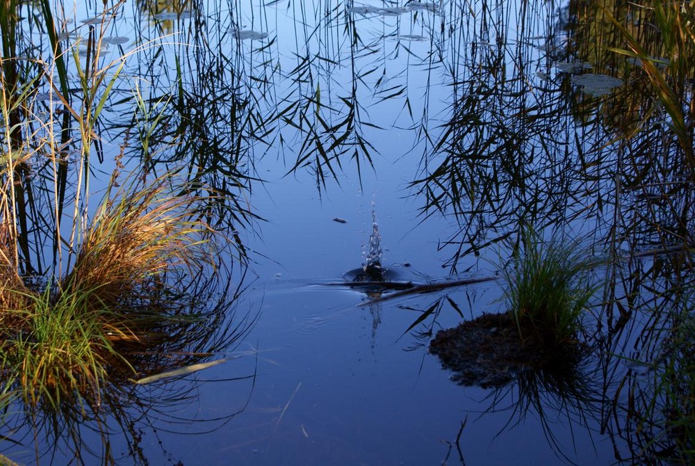 Plantschen am Lanser See