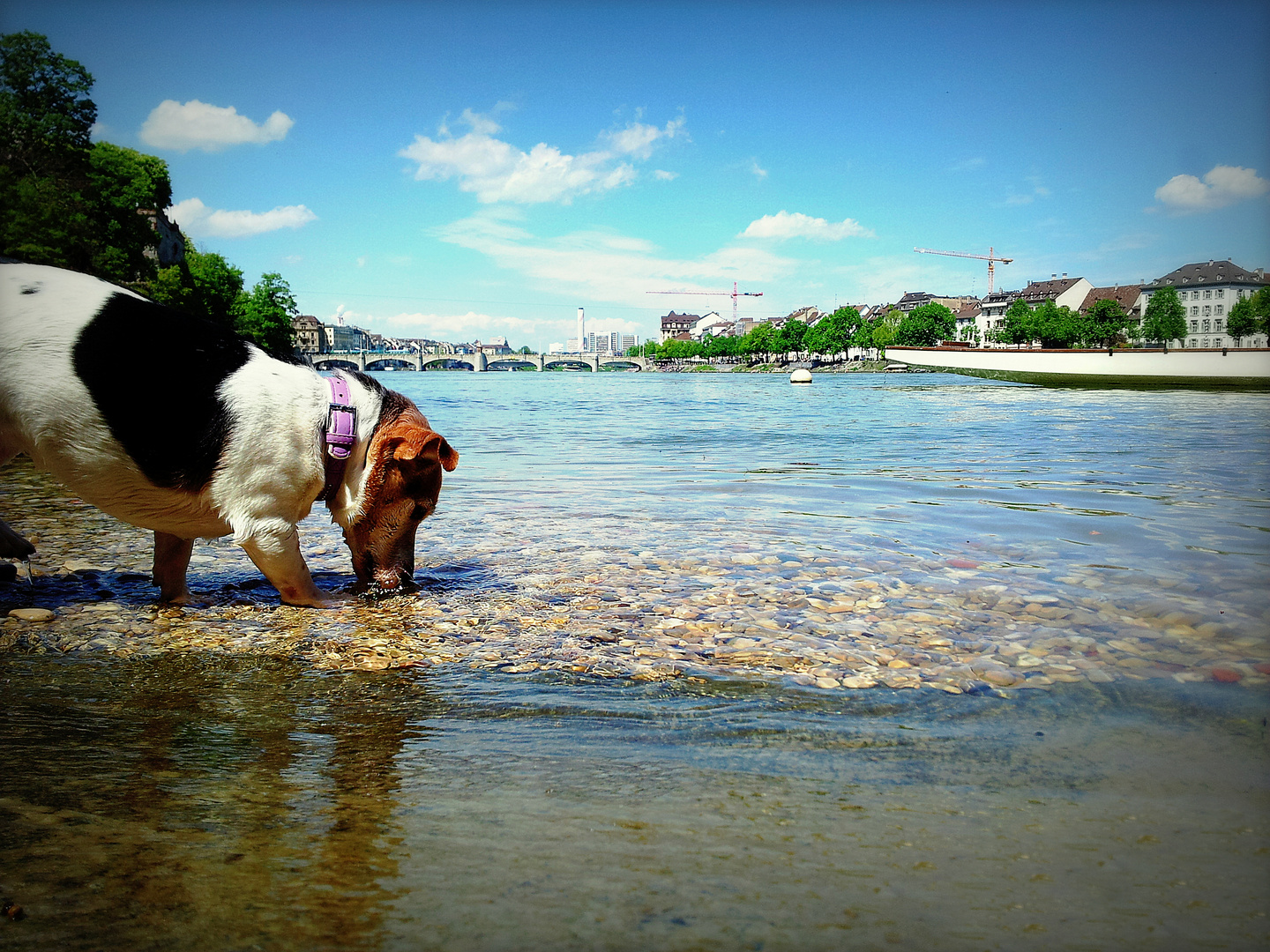 Plantschen am Rhein