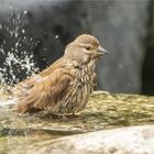 Plantschen das die Tropfen fliegen  .....