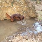 Plantschen im Wasserloch