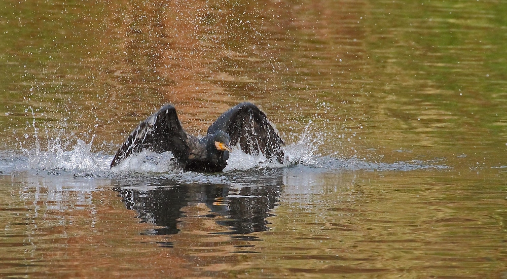 Plantschender Kormoran