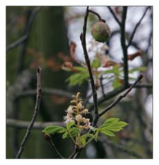 plantx1 "Ja Herrschaftszeiten"