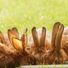 Planung für Ostern