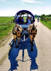 Planwagen auf Hiddensee