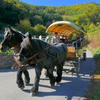 Planwagenfahrt im Herbst