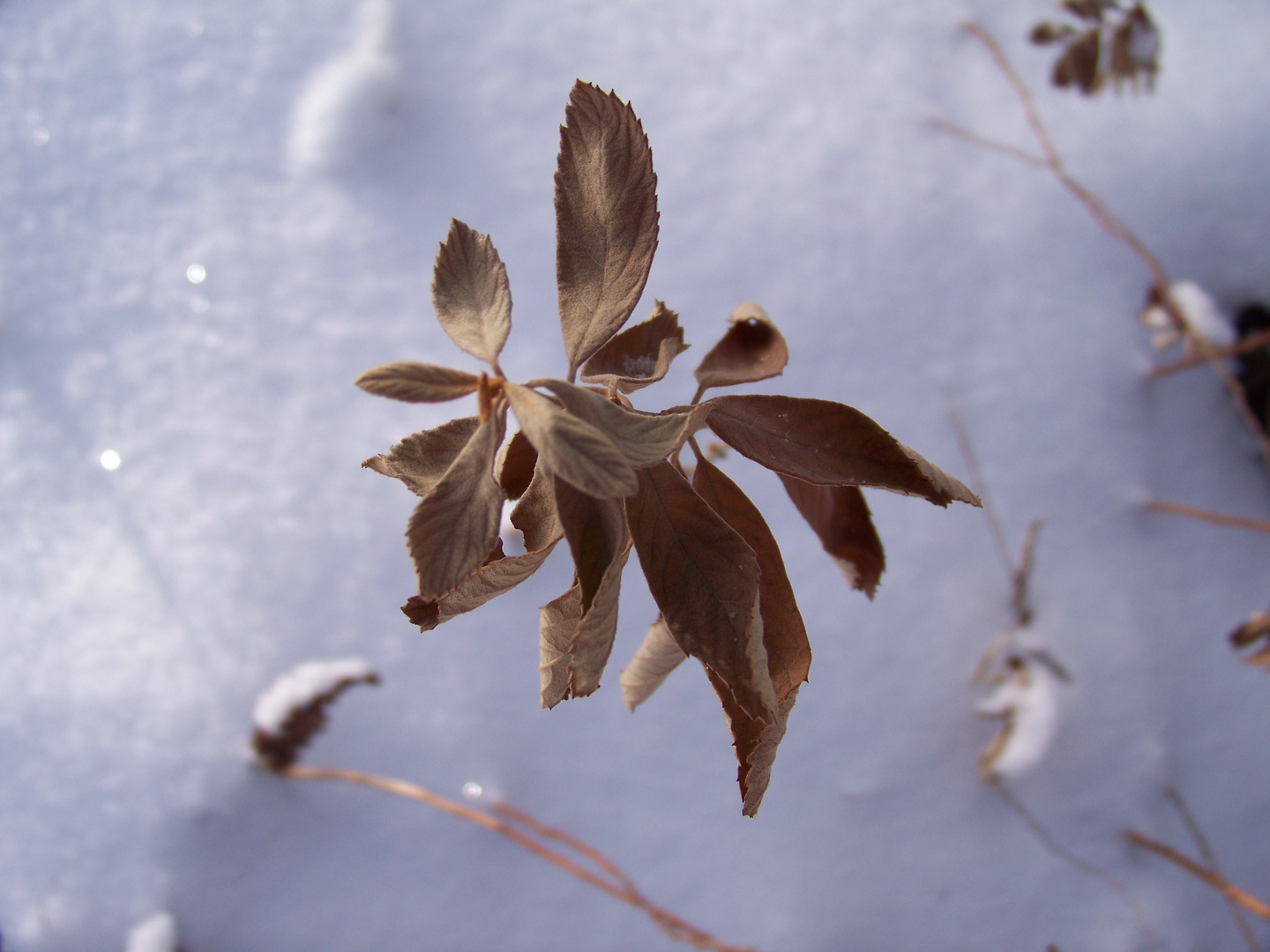 Planze im winter